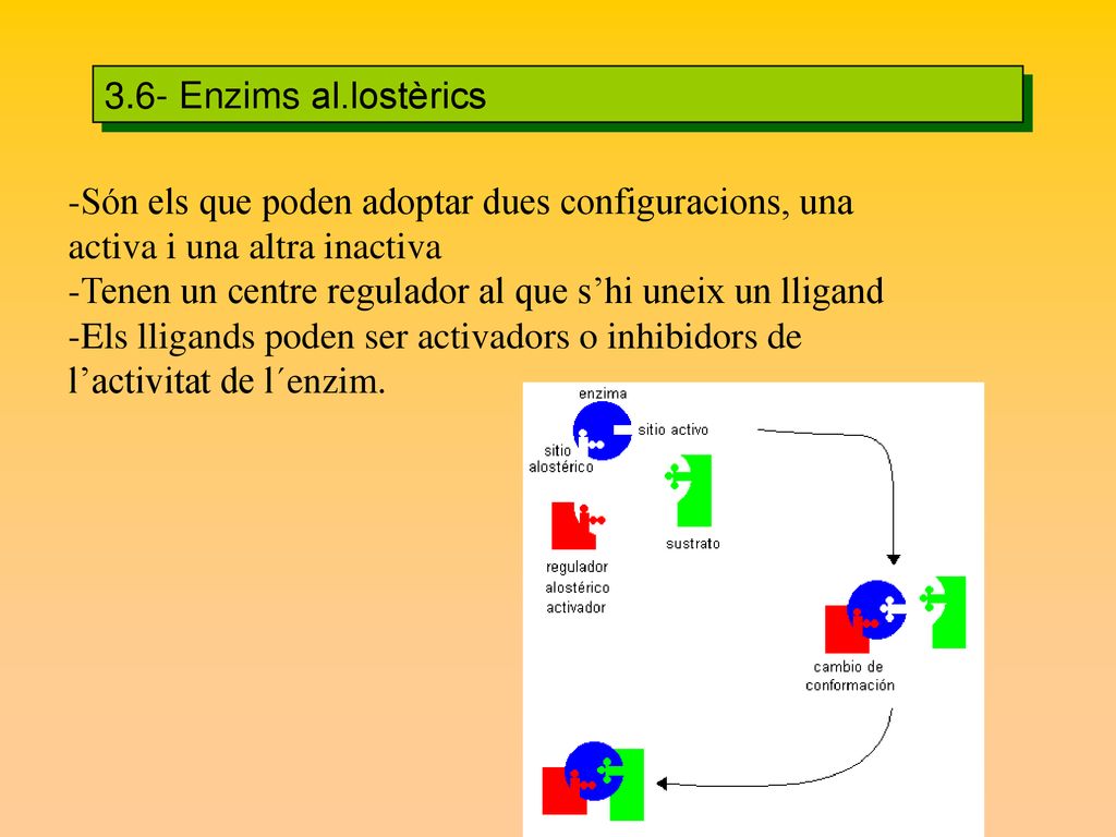 3.6- Enzims al.lostèrics Són els que poden adoptar dues configuracions, una activa i una altra inactiva.