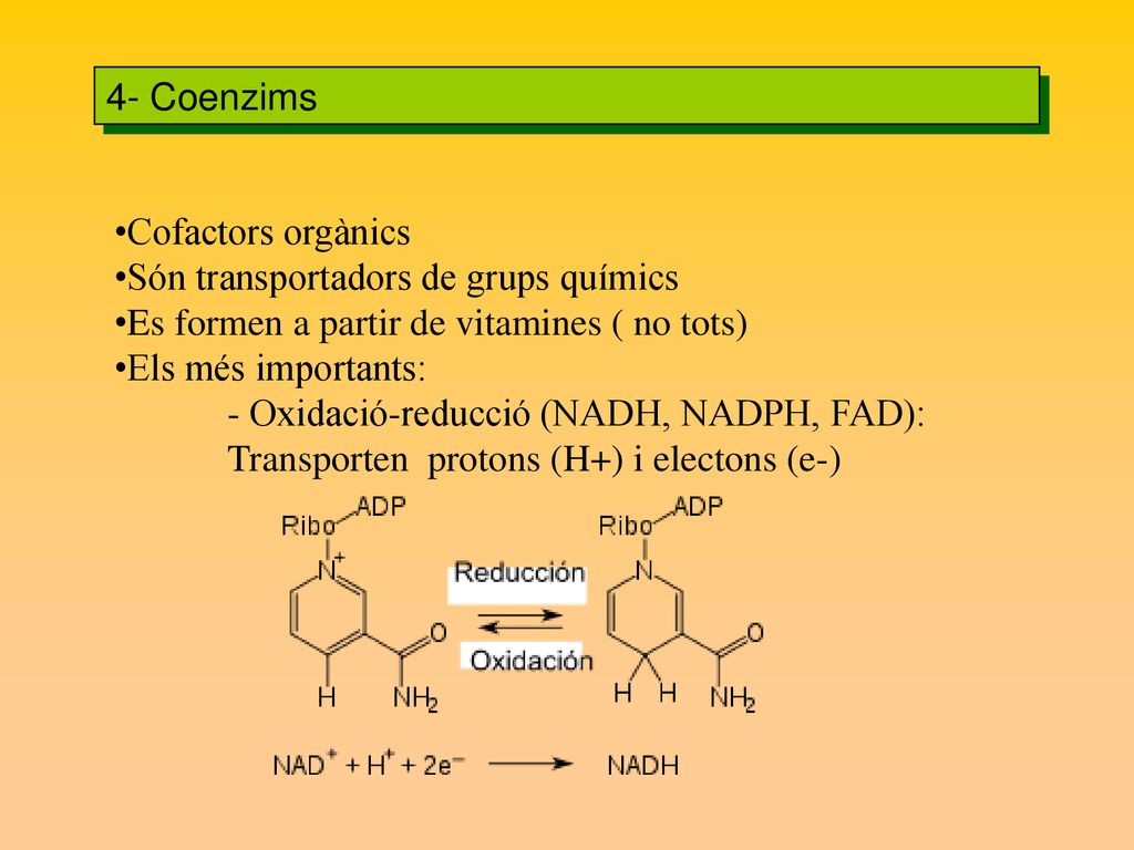 4- Coenzims Cofactors orgànics. Són transportadors de grups químics. Es formen a partir de vitamines ( no tots)