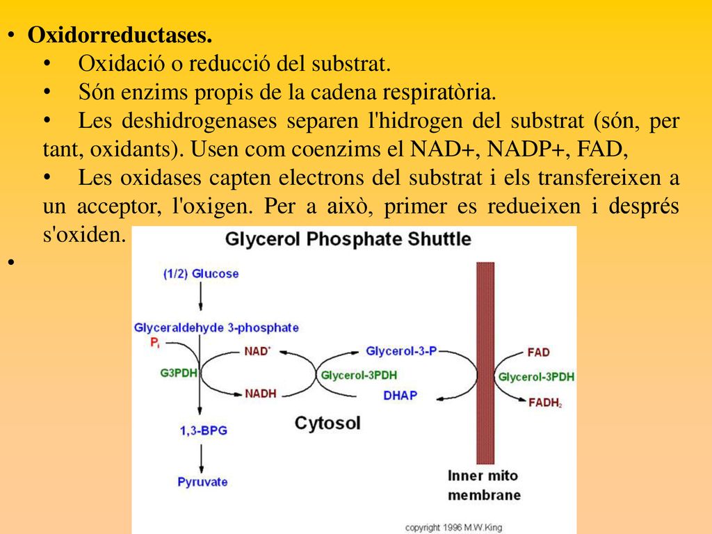 • Oxidorreductases. Oxidació o reducció del substrat. Són enzims propis de la cadena respiratòria.