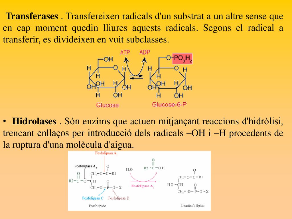 Transferases . Transfereixen radicals d un substrat a un altre sense que en cap moment quedin lliures aquests radicals. Segons el radical a transferir, es divideixen en vuit subclasses.