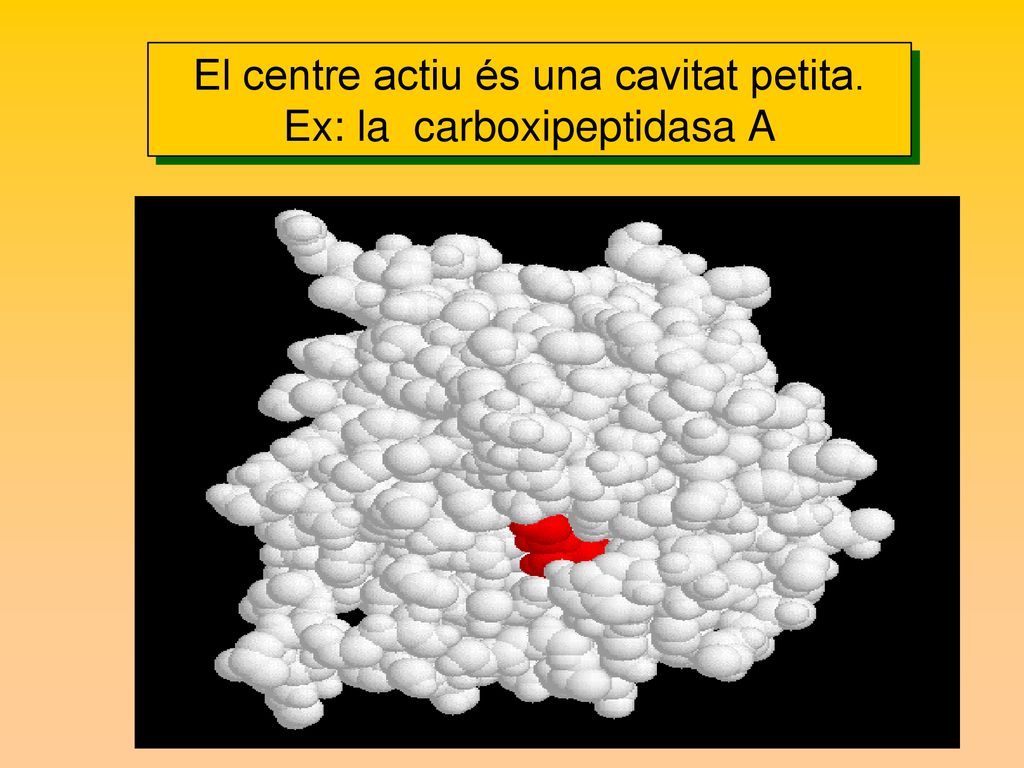 El centre actiu és una cavitat petita. Ex: la carboxipeptidasa A