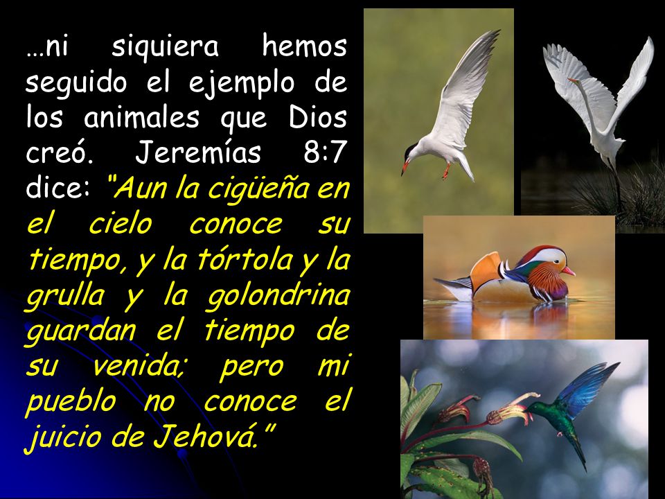 …ni siquiera hemos seguido el ejemplo de los animales que Dios creó