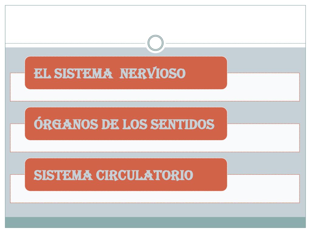 El sistema nervioso Órganos de los sentidos Sistema circulatorio