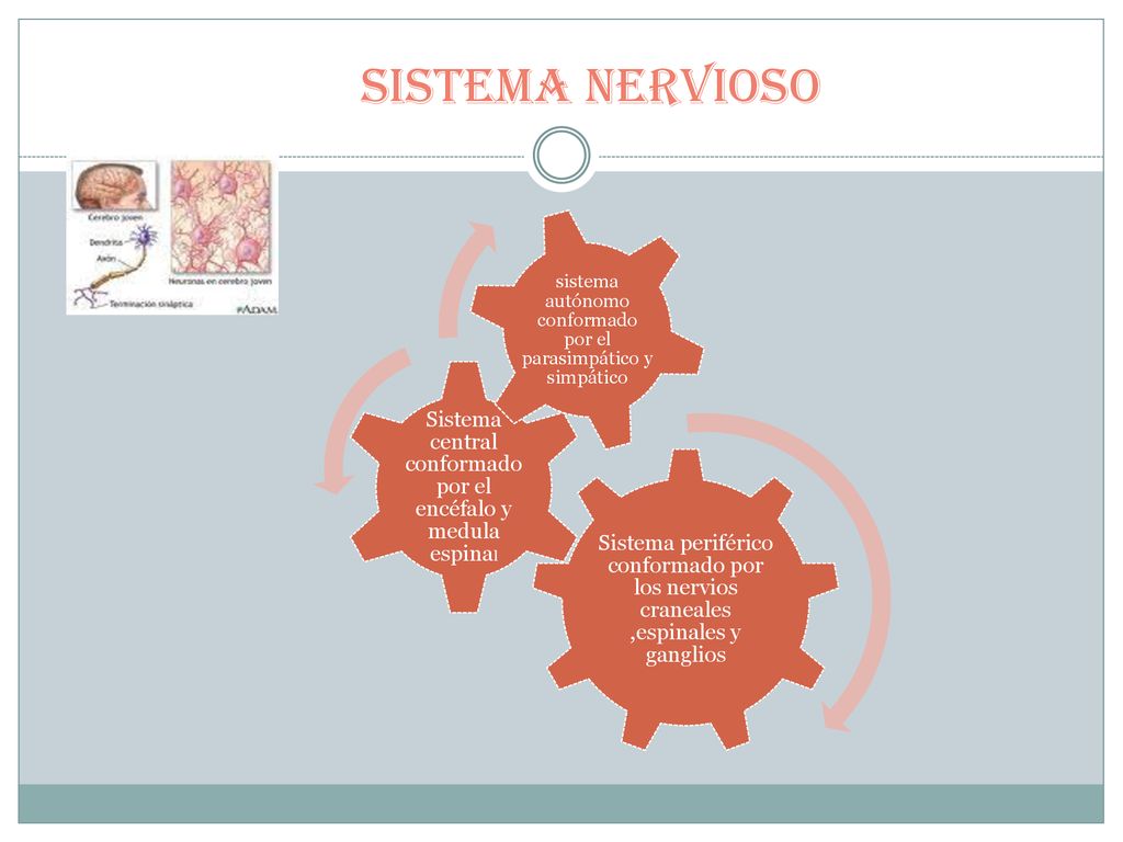 Sistema nervioso Sistema periférico conformado por los nervios craneales ,espinales y ganglios.