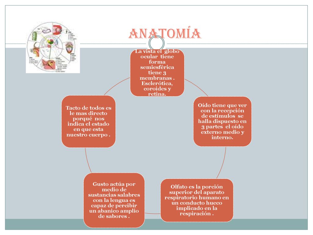 Anatomía La vista el globo ocular tiene forma semiesférica tiene 3 membranas . Esclerótica, coroides y retina.