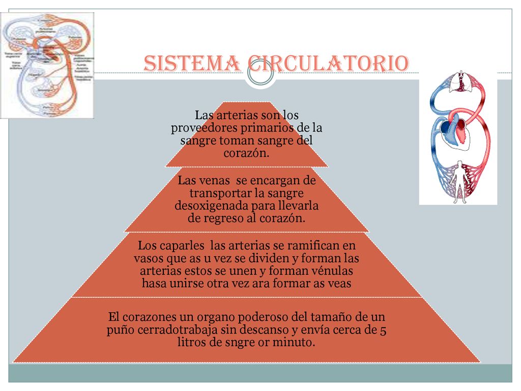 Sistema circulatorio Las arterias son los proveedores primarios de la sangre toman sangre del corazón.