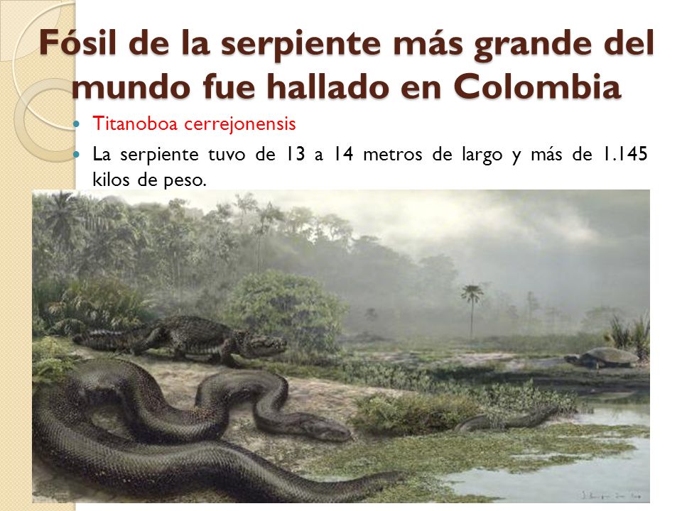 Fósil de la serpiente más grande del mundo fue hallado en Colombia