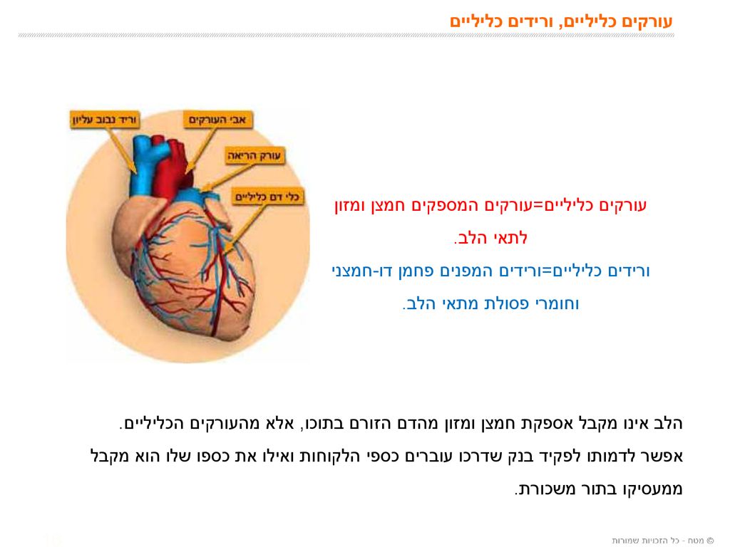 מצגות המרתון מערכת ההובלה מערכת ההגנה תפקידי מערכת ההובלה נושאי השיעור -  ppt descargar