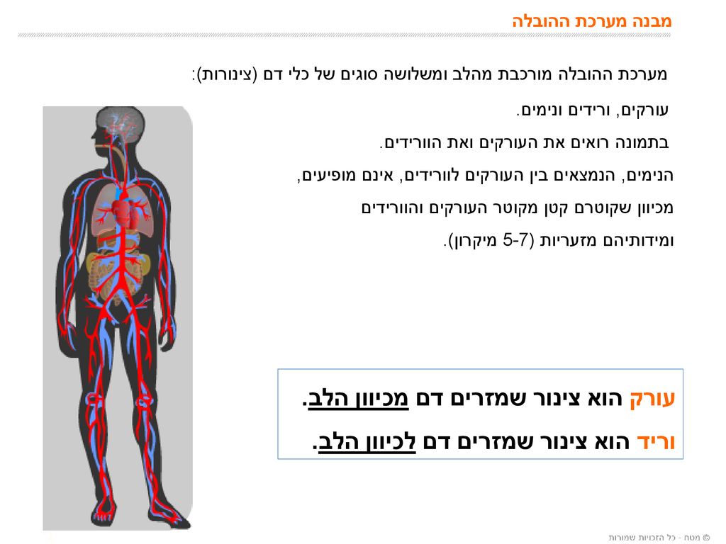 מערכת ההובלה מורכבת מהלב ומשלושה סוגים של כלי דם (צינורות):
