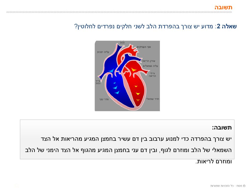 תשובה שאלה 2: מדוע יש צורך בהפרדת הלב לשני חלקים נפרדים לחלוטין תשובה: