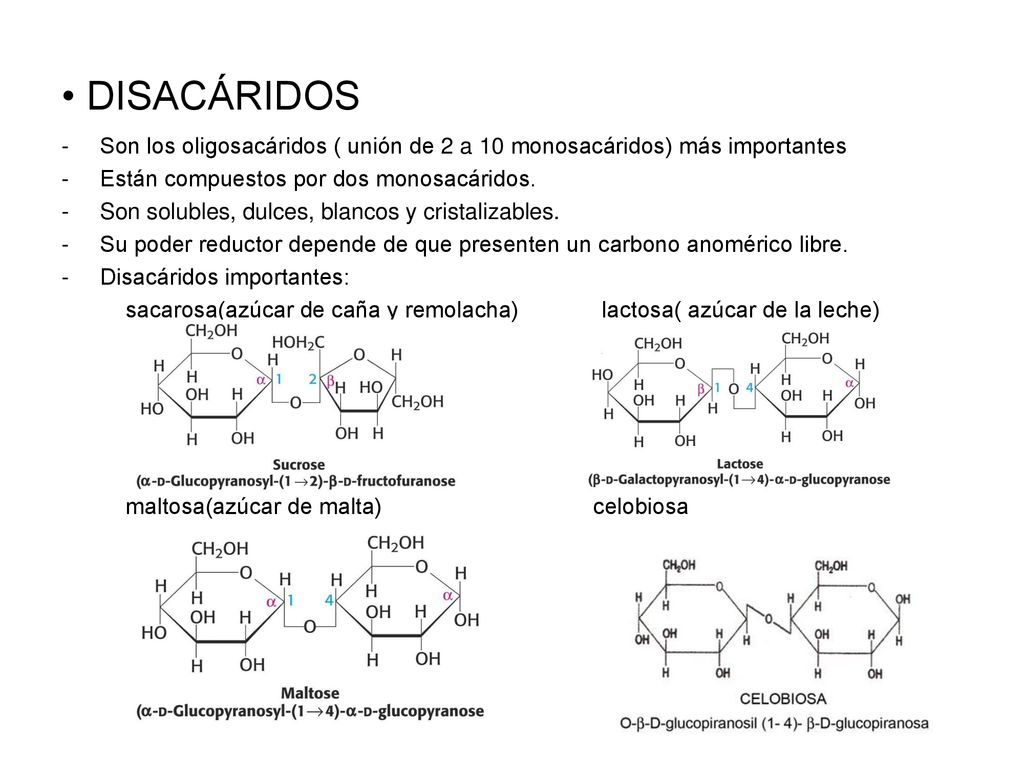 DISACÁRIDOS Son los oligosacáridos ( unión de 2 a 10 monosacáridos) más importantes. Están compuestos por dos monosacáridos.