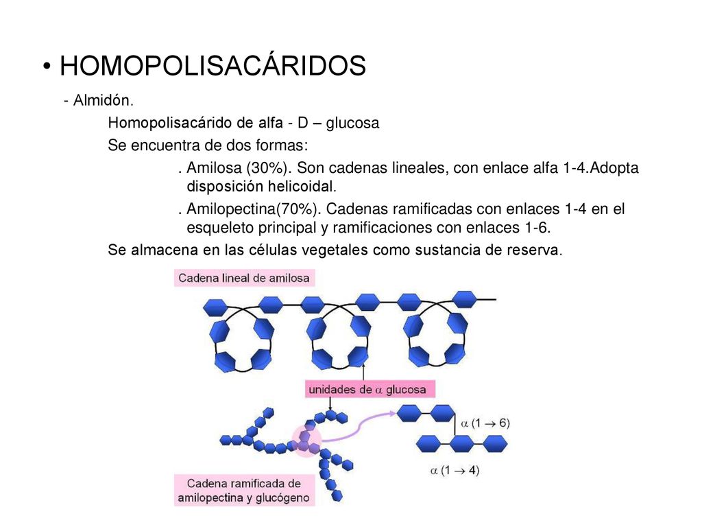 HOMOPOLISACÁRIDOS - Almidón. Homopolisacárido de alfa - D – glucosa