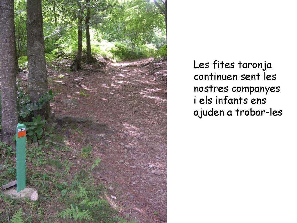 Les fites taronja continuen sent les nostres companyes i els infants ens ajuden a trobar-les
