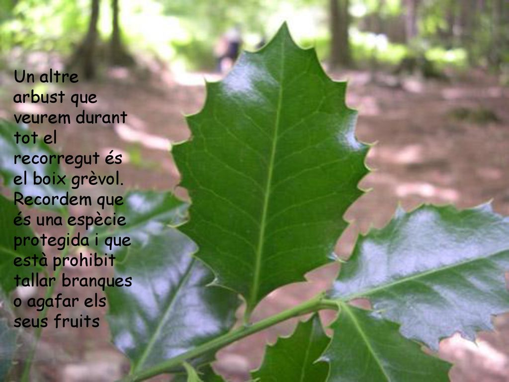 Un altre arbust que veurem durant tot el recorregut és el boix grèvol