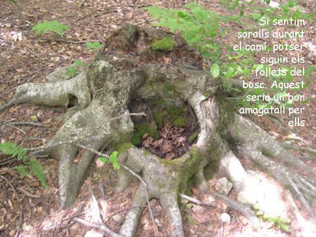 Si sentim sorolls durant el camí, potser siguin els follets del bosc