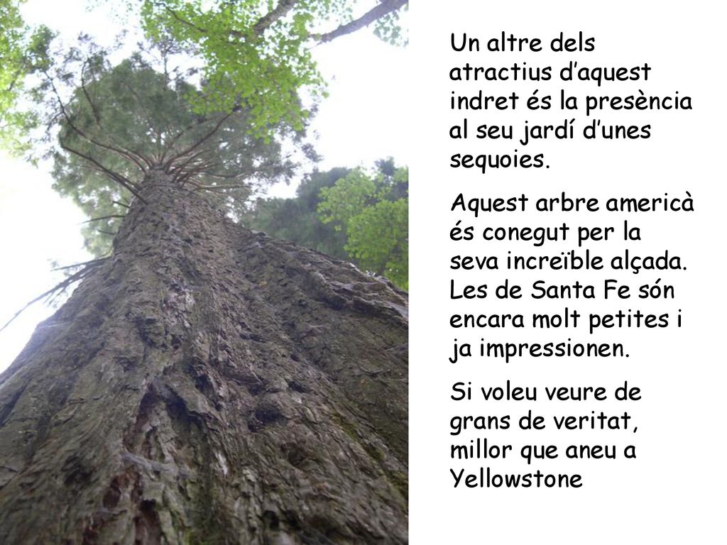 Un altre dels atractius d’aquest indret és la presència al seu jardí d’unes sequoies.