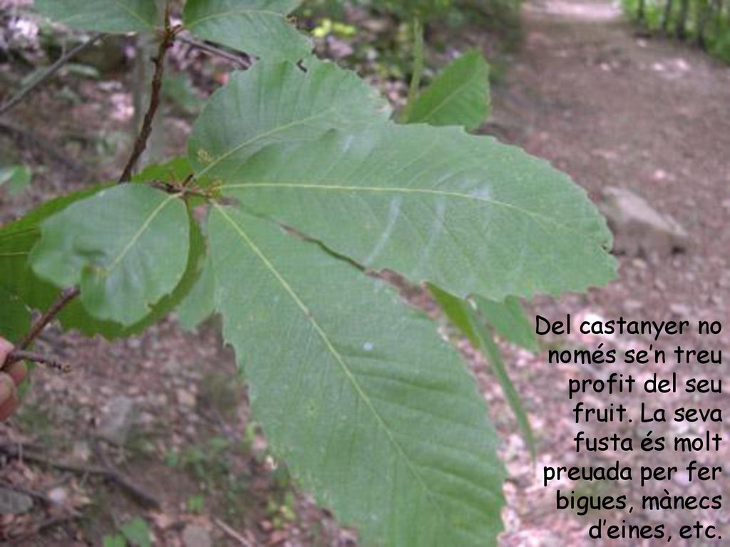 Del castanyer no només se’n treu profit del seu fruit