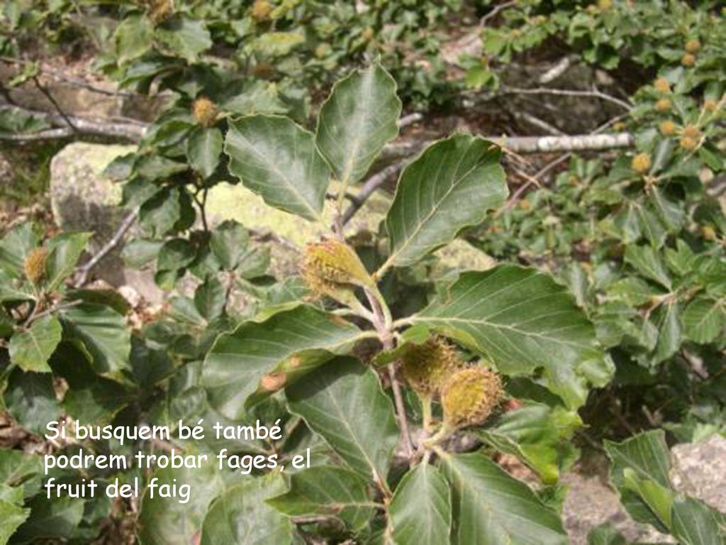 Si busquem bé també podrem trobar fages, el fruit del faig