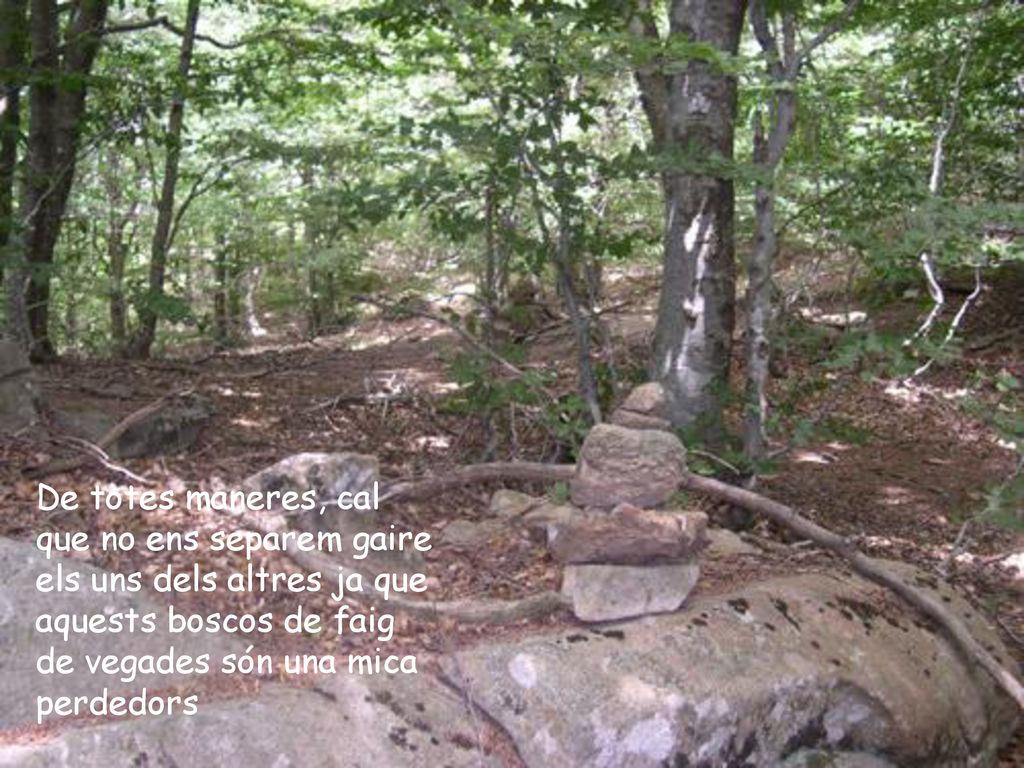 De totes maneres, cal que no ens separem gaire els uns dels altres ja que aquests boscos de faig de vegades són una mica perdedors