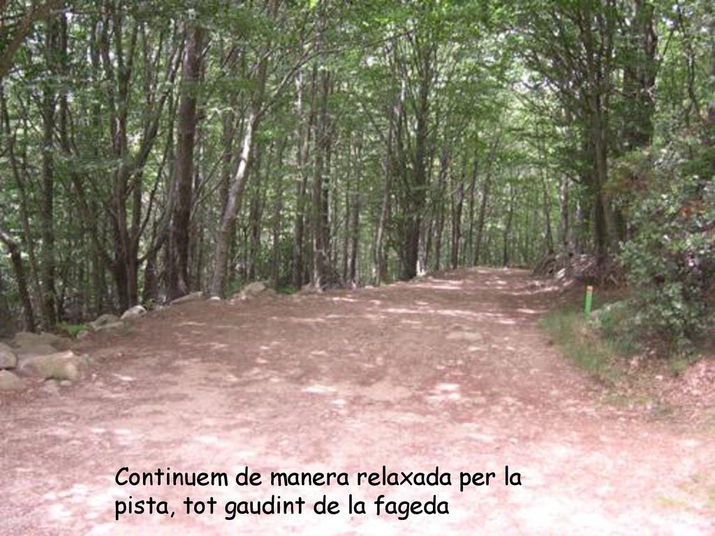 Continuem de manera relaxada per la pista, tot gaudint de la fageda