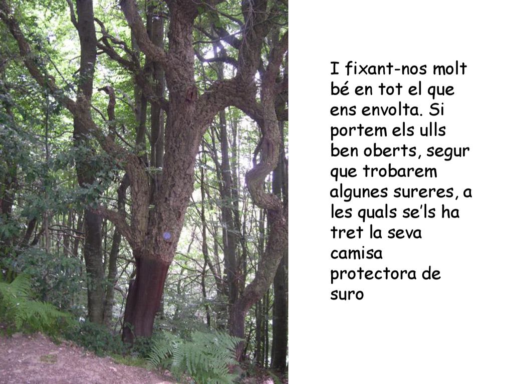I fixant-nos molt bé en tot el que ens envolta