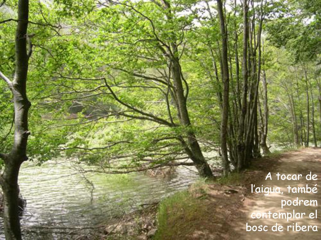 A tocar de l’aigua, també podrem contemplar el bosc de ribera