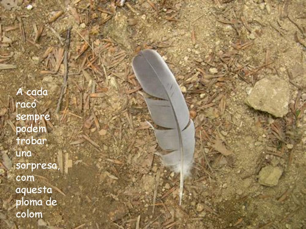 A cada racó sempre podem trobar una sorpresa, com aquesta ploma de colom