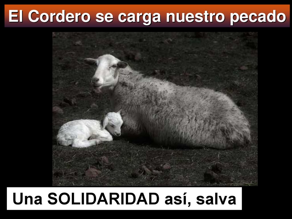 El Cordero se carga nuestro pecado Una SOLIDARIDAD así, salva