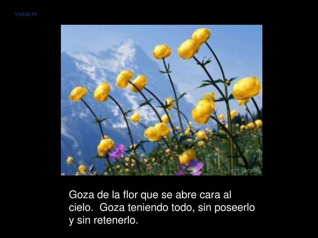 VMGR/05 Goza de la flor que se abre cara al cielo.