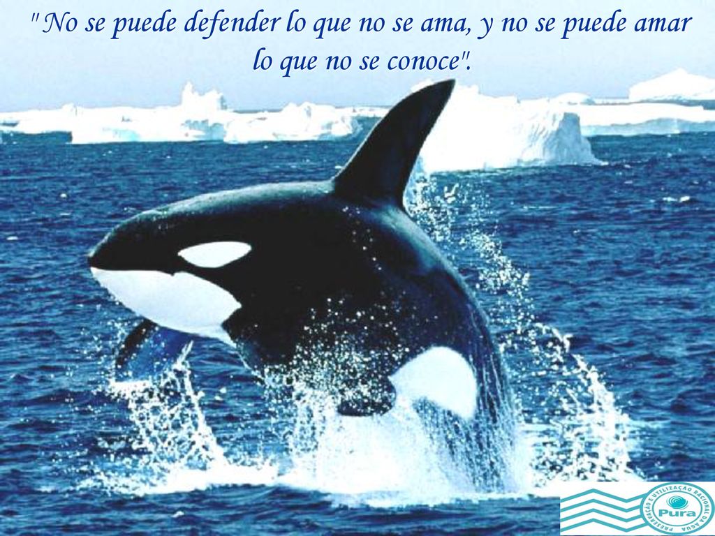 No se puede defender lo que no se ama, y no se puede amar