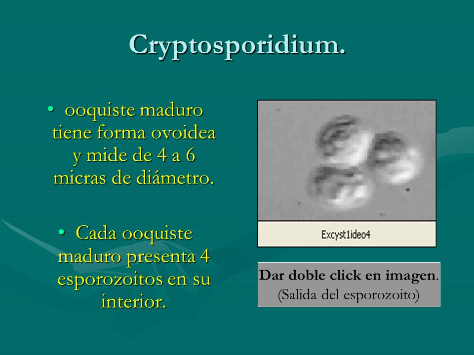 Cryptosporidium. ooquiste maduro tiene forma ovoidea y mide de 4 a 6 micras de diámetro.