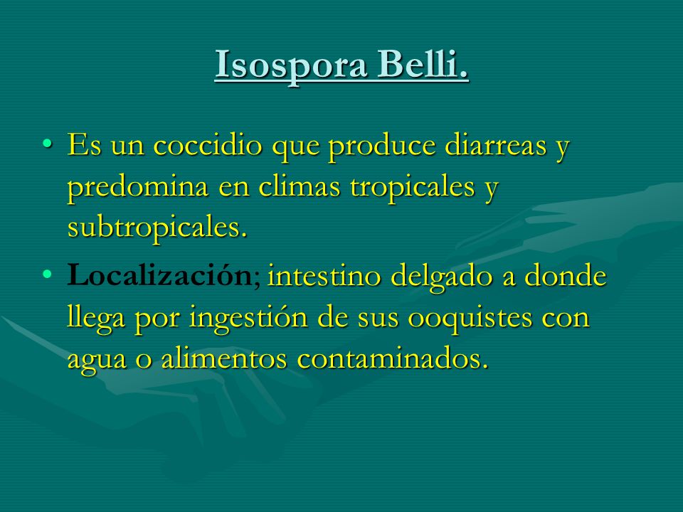 Isospora Belli. Es un coccidio que produce diarreas y predomina en climas tropicales y subtropicales.