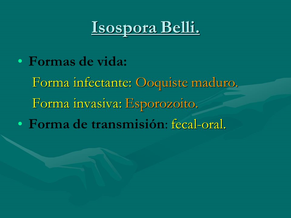 Isospora Belli. Formas de vida: Forma infectante: Ooquiste maduro.