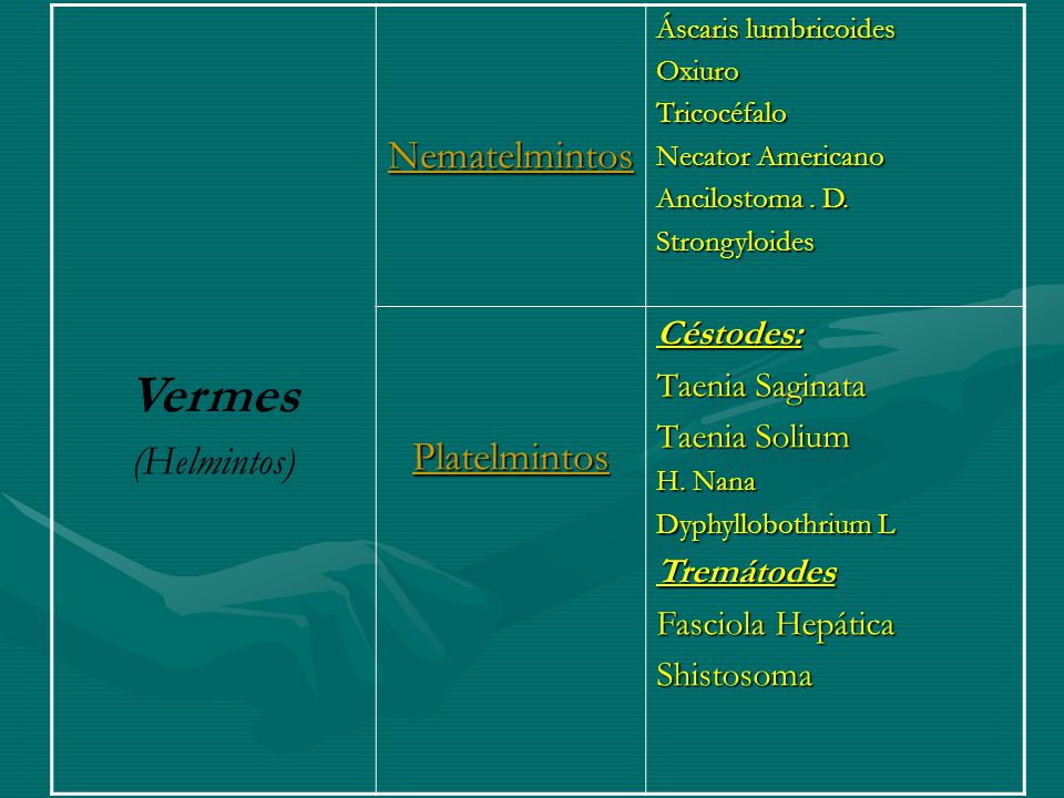 Vermes Nematelmintos Platelmintos (Helmintos) Céstodes: