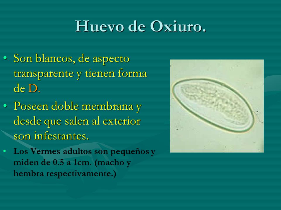 Huevo de Oxiuro. Son blancos, de aspecto transparente y tienen forma de D. Poseen doble membrana y desde que salen al exterior son infestantes.