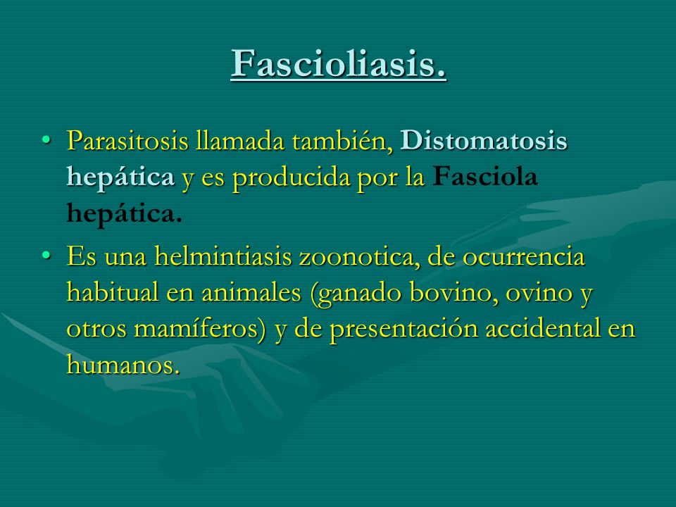 Fascioliasis. Parasitosis llamada también, Distomatosis hepática y es producida por la Fasciola hepática.