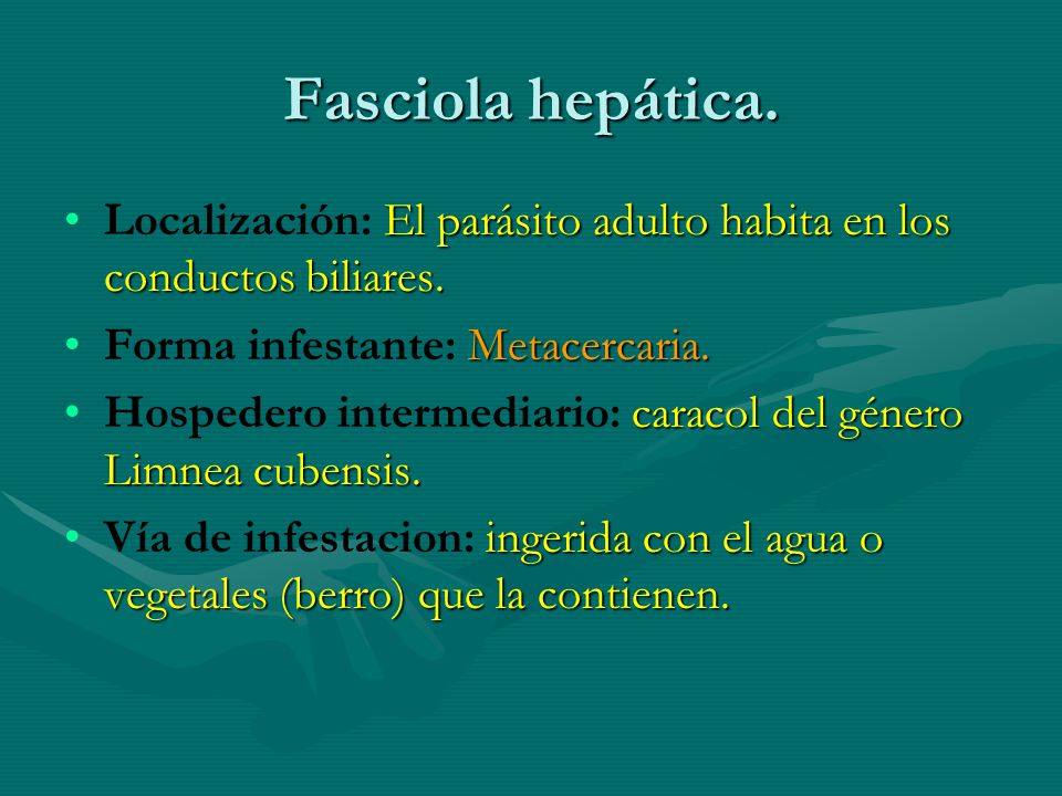 Fasciola hepática. Localización: El parásito adulto habita en los conductos biliares. Forma infestante: Metacercaria.