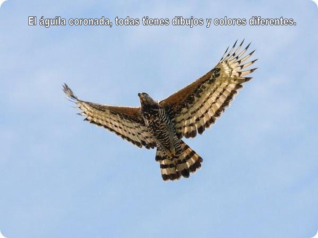 El águila coronada, todas tienes dibujos y colores diferentes.