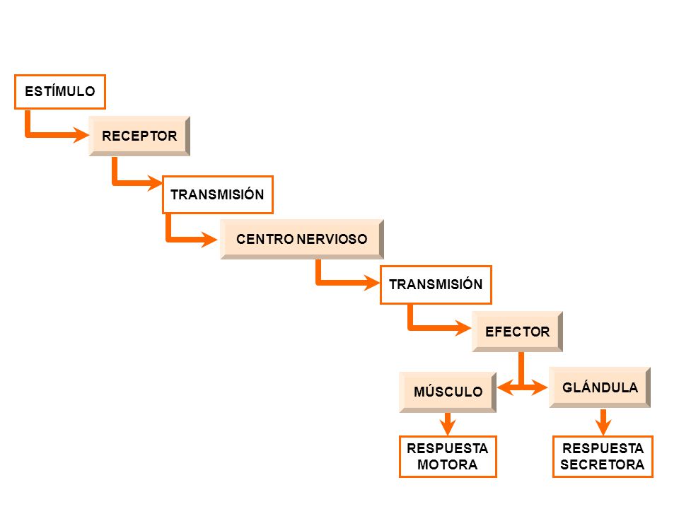 ESTÍMULO RECEPTOR. TRANSMISIÓN. CENTRO NERVIOSO. TRANSMISIÓN. EFECTOR. GLÁNDULA. MÚSCULO. RESPUESTA MOTORA.