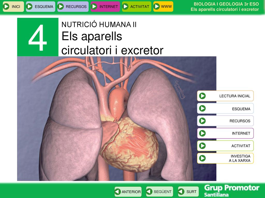 4 Els aparells circulatori i excretor NUTRICIÓ HUMANA II ESQUEMA