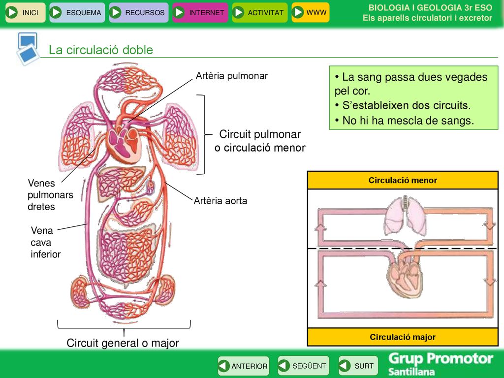 • La sang passa dues vegades pel cor. • S’estableixen dos circuits.