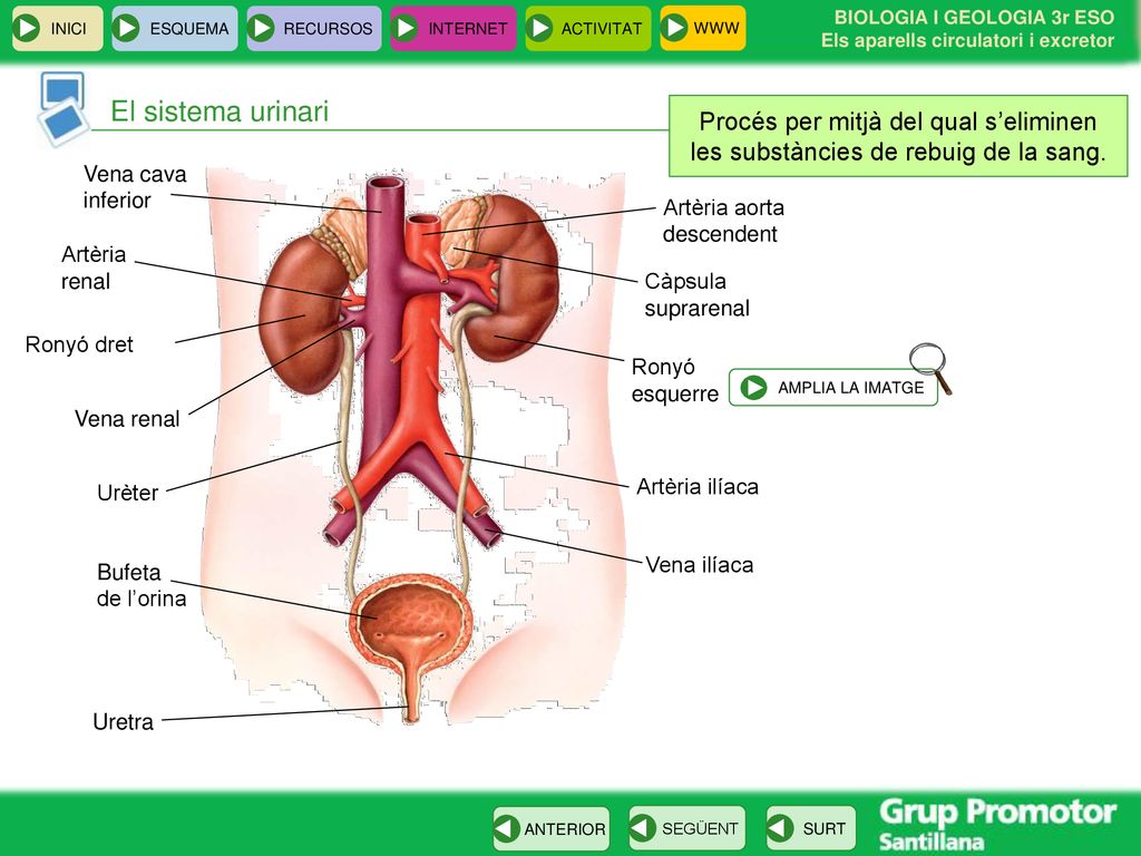 El sistema urinari Procés per mitjà del qual s’eliminen les substàncies de rebuig de la sang. Vena cava inferior.