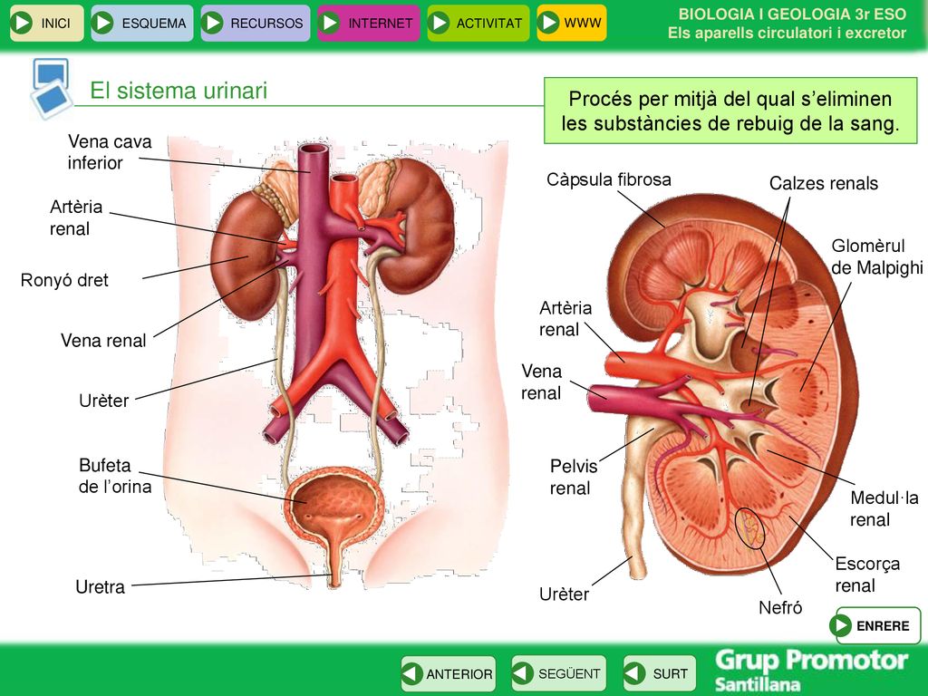 El sistema urinari Procés per mitjà del qual s’eliminen les substàncies de rebuig de la sang. Vena cava inferior.