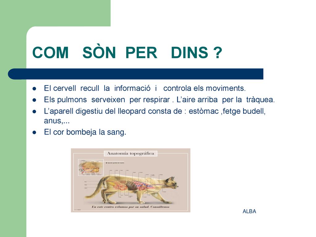 COM SÒN PER DINS El cervell recull la informació i controla els moviments.