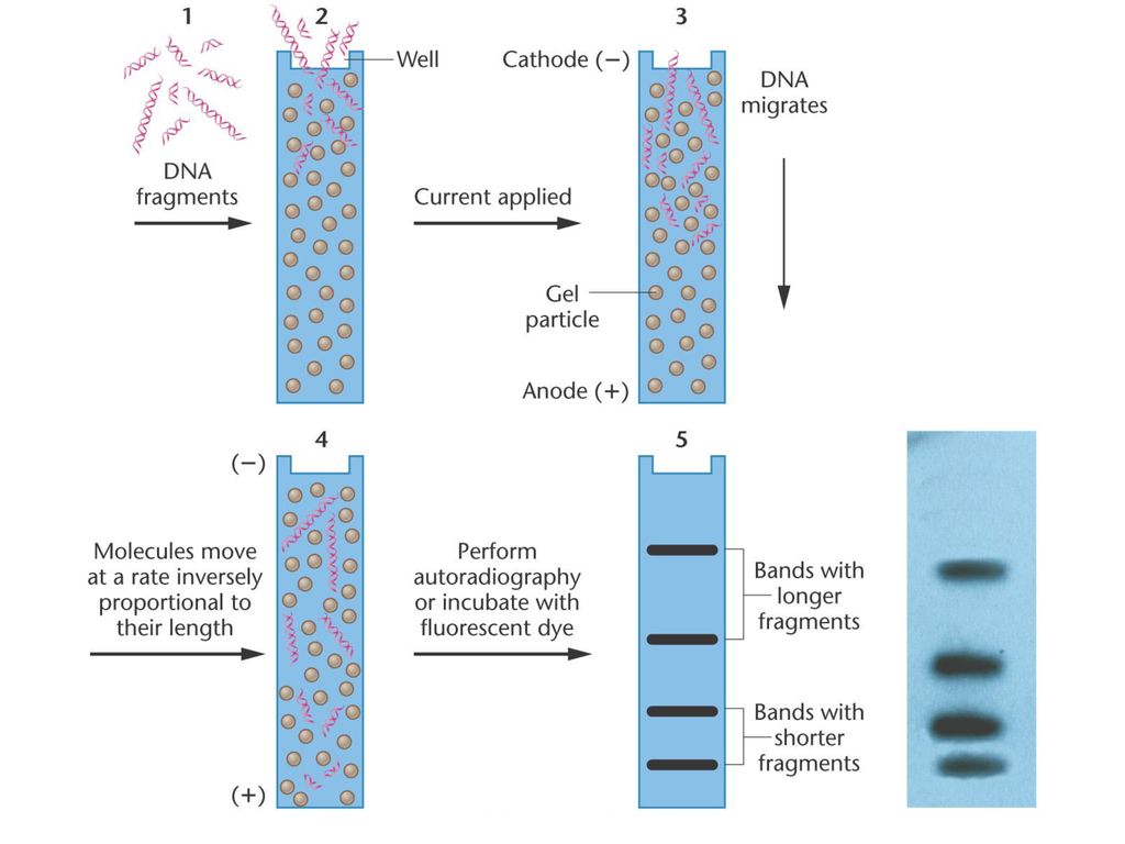 Figure Electrophoretic separation of a mixture of DNA fragments that vary in length.
