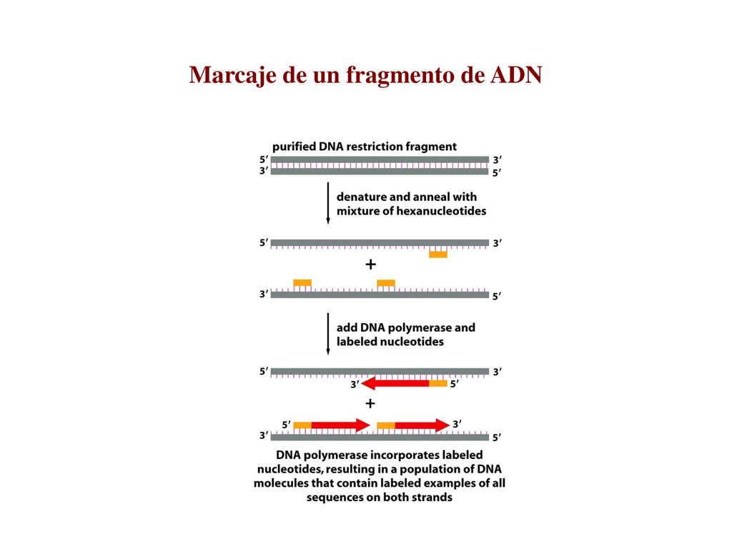 Marcaje de un fragmento de ADN