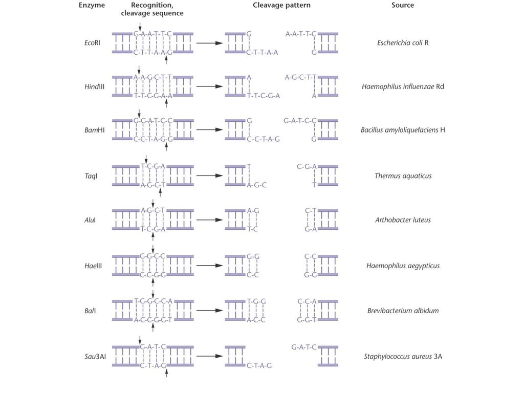 Figure 19-2 Some common restriction enzymes, with their recognition sequences, cleavage patterns, and sources.