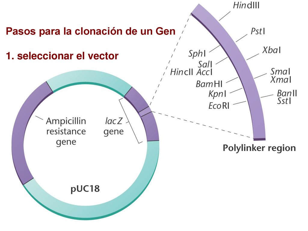 Pasos para la clonación de un Gen 1. seleccionar el vector