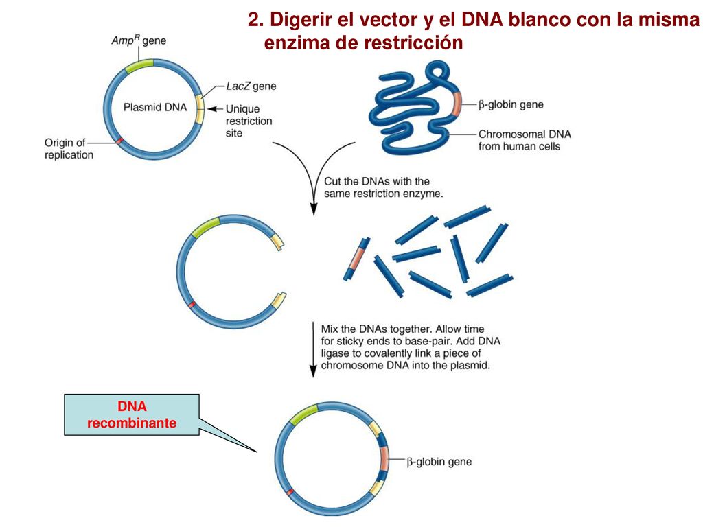 2. Digerir el vector y el DNA blanco con la misma