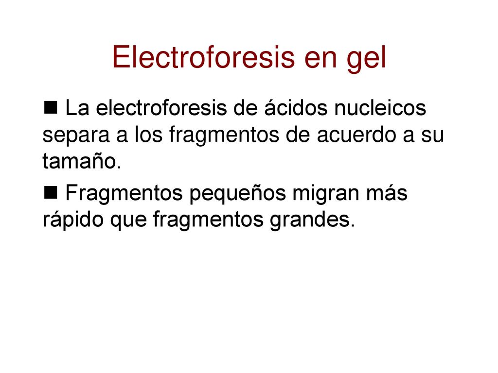 Electroforesis en gel La electroforesis de ácidos nucleicos separa a los fragmentos de acuerdo a su tamaño.